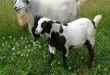 breeds-of-goats