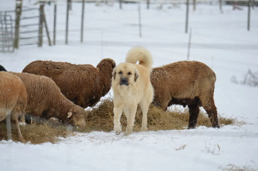 what breed of dog protects sheep