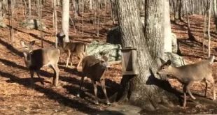 Deer feeder plans