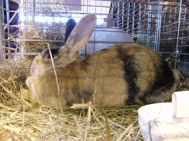 Harlequin rabbit Breed